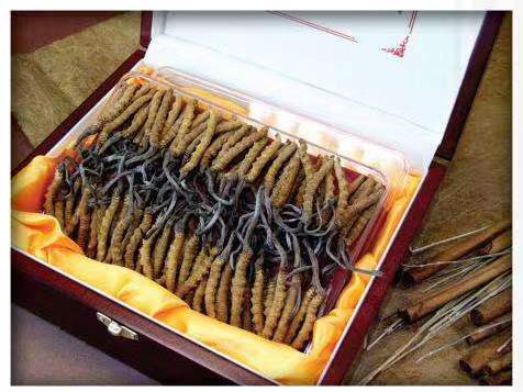 灯塔冬虫夏草回收